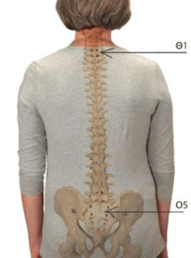 3442 Νάρθηκας Κορμού Οστεοπόρωσης Spinal Plus 2
